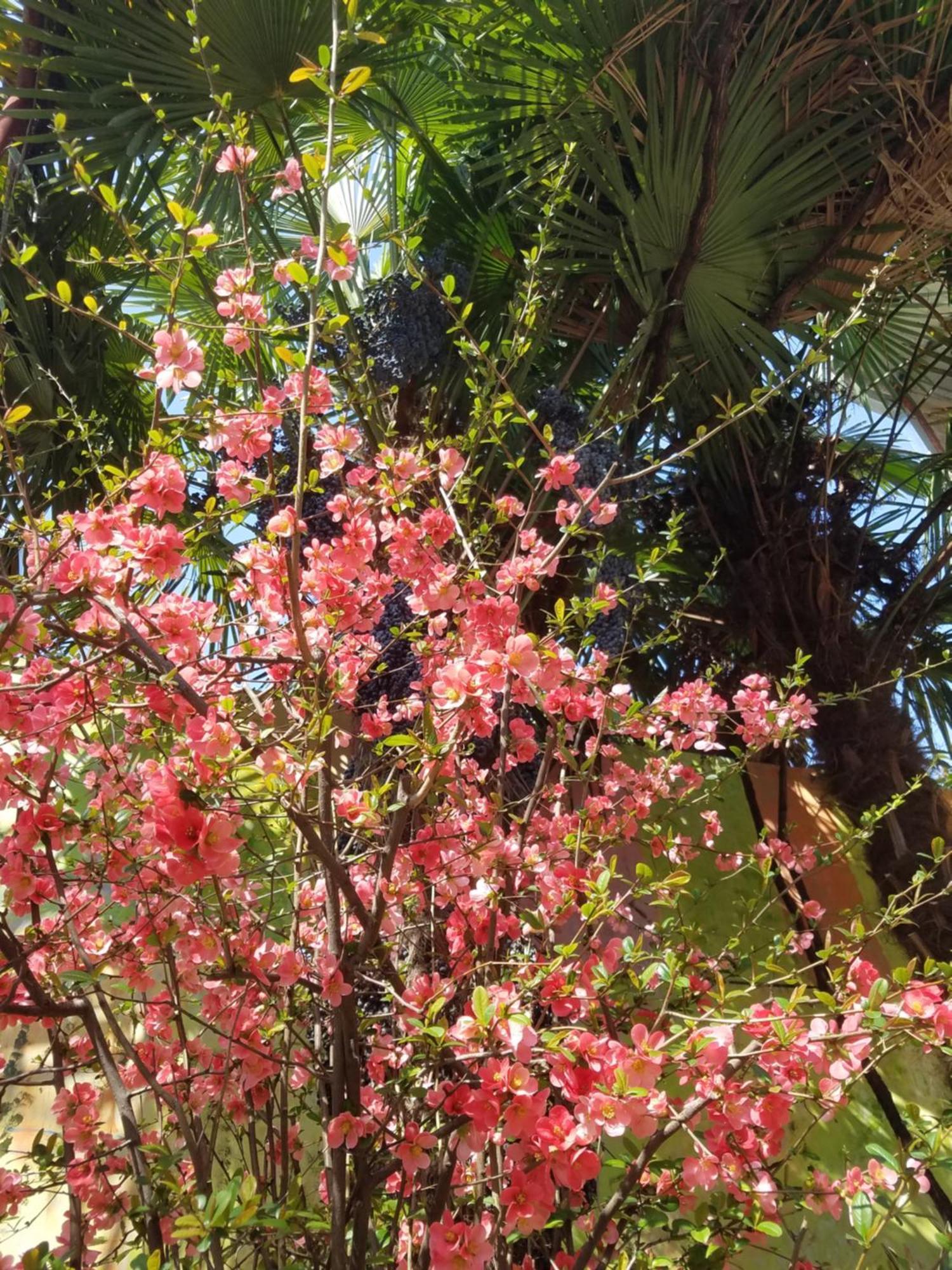 דירות טביליסי Уиут Ниниа Сад מראה חיצוני תמונה